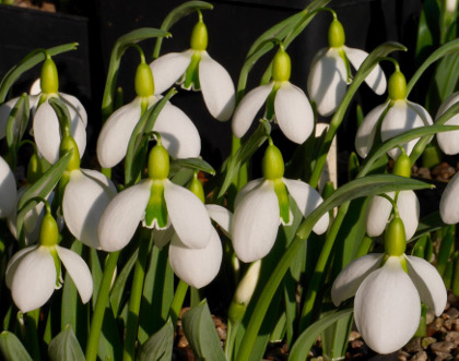 Galanthus 'Bloomer'